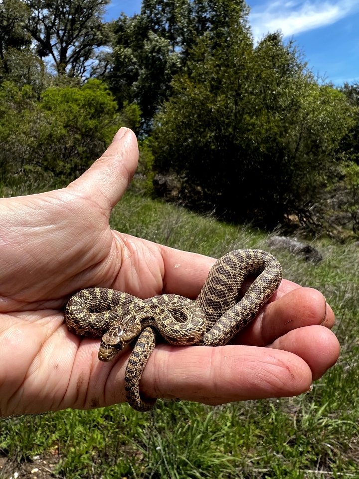 Pacific Gopher Snake